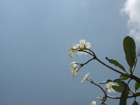 樂高遊樂園花與天空
